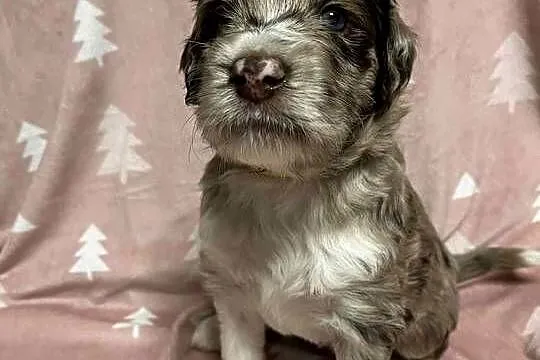 Owczarek / Pudel Aussiedoodle Red Merle, Wielkopolskie, Czarnków