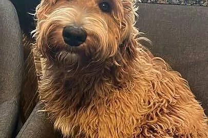 Owczarek / Pudel Aussiedoodle Red Merle, Wielkopolskie, Czarnków