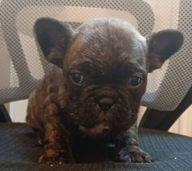 Buldog francuski suczka, Świętokrzyskie, Przeczów