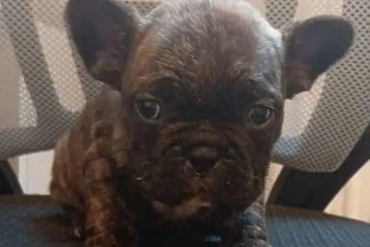 Buldog francuski suczka, Świętokrzyskie, Przeczów