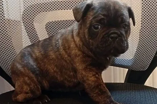 Buldog francuski suczka, Świętokrzyskie, Przeczów