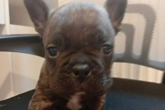 Buldog francuski suczka, Świętokrzyskie, Przeczów