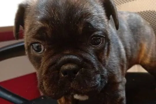 Buldog francuski suczka, Świętokrzyskie, Przeczów