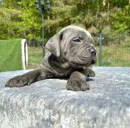 Szczeniaki Cane Corso Italiano ZKwP (FCI) po utytułowanych Rodzicach