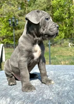 Szczeniaki Cane Corso Italiano ZKwP (FCI) po utytułowanych Rodzicach, , Gończyce