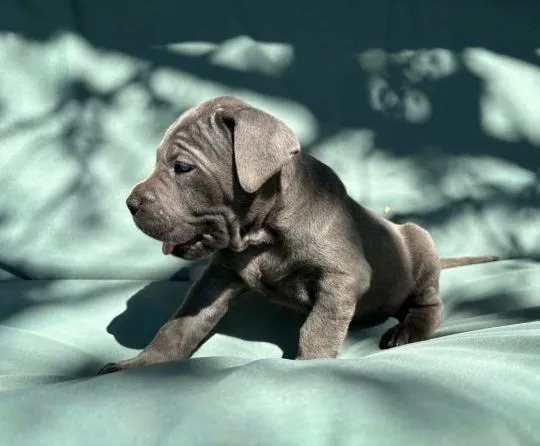 Szczeniaki Cane Corso Italiano ZKwP (FCI) po utytułowanych Rodzicach, , Gończyce