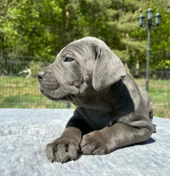 Szczeniaki Cane Corso Italiano ZKwP (FCI) po utytułowanych Rodzicach, , Gończyce