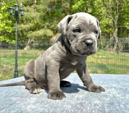 Szczeniaki Cane Corso Italiano ZKwP (FCI) po utytułowanych Rodzicach, , Gończyce