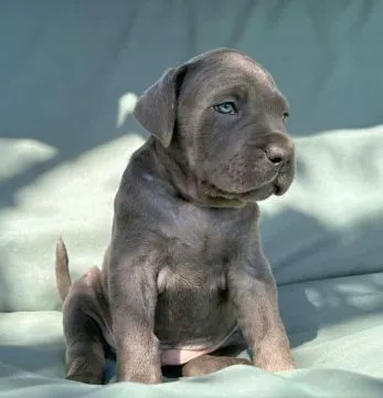 Szczeniaki Cane Corso Italiano ZKwP (FCI) po utytułowanych Rodzicach, , Gończyce