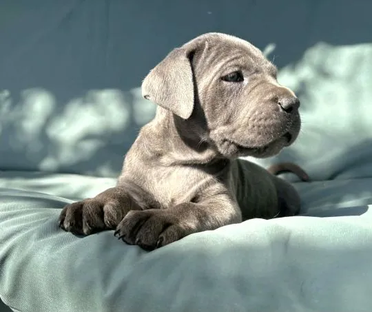 Szczeniaki Cane Corso Italiano ZKwP (FCI) po utytułowanych Rodzicach, , Gończyce