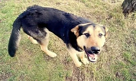 PLuto - łagodny olbrzym czeka na drugą szansę, do