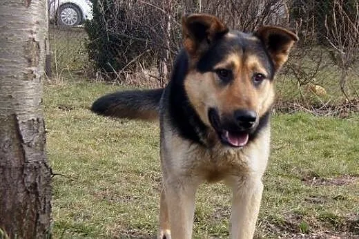 PLuto - łagodny olbrzym czeka na drugą szansę,  do
