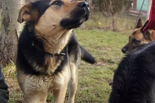 PLuto - łagodny olbrzym czeka na drugą szansę,  do