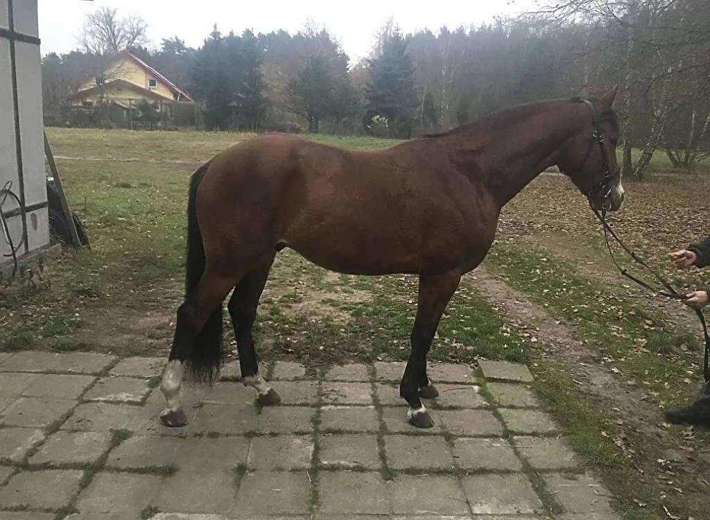Wałach 4 lata do sportu, ,