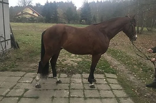 Wałach 4 lata do sportu, , 