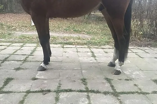 Wałach 4 lata do sportu, , 