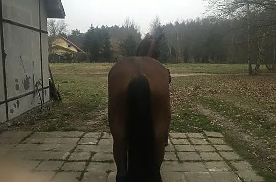 Wałach 4 lata do sportu, , 