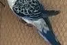 Rozella królewska samiec niebieski ptak lęgowy, Przeworsk