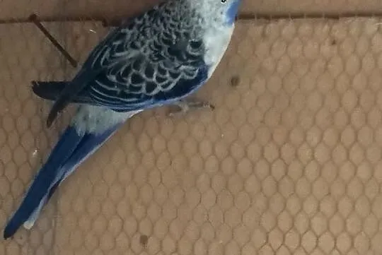 Rozella królewska samiec niebieski ptak lęgowy, Przeworsk