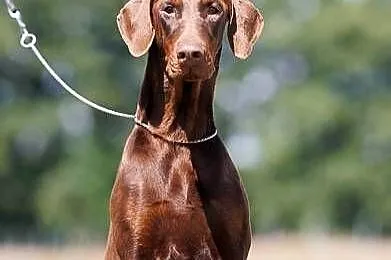 Doberman suczka brązowa podpalana ZKwP/FCI