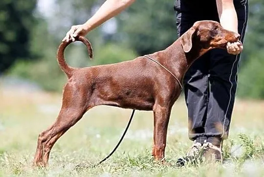 Doberman suczka brązowa podpalana ZKwP/FCI, Lubuskie, Gorzów Wielkopolski