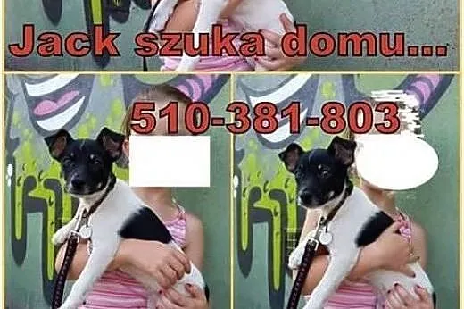 szczeniak szuka kochającego domu,  Kundelki cała Polska