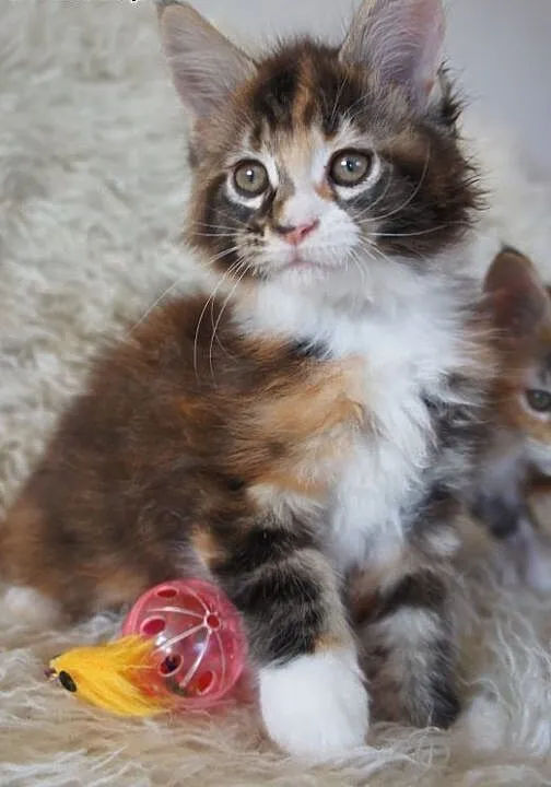 MAINE COON - do odbioru, śliczne, wielkopolskie