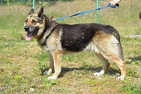 Bartez dojrzały owczarek niemiecki do adopcji,  wi