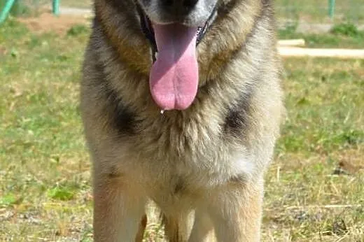 Bartez dojrzały owczarek niemiecki do adopcji,  wi