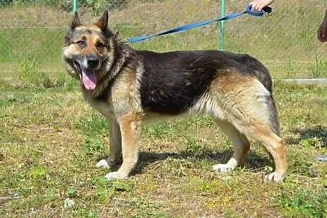 Bartez dojrzały owczarek niemiecki do adopcji,  wi
