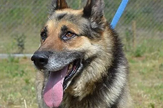 Bartez dojrzały owczarek niemiecki do adopcji,  wi