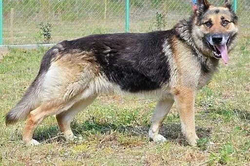 Bartez dojrzały owczarek niemiecki do adopcji,  wi