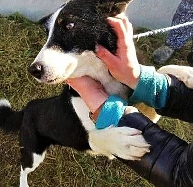 KOFI - piękny, 3 letni psiak w typie border collie błaga o dom,, Wielkopolskie, Poznań