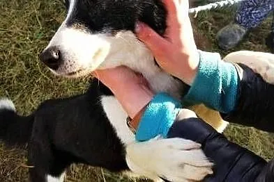 KOFI - piękny, 3 letni psiak w typie border collie błaga o dom,, Wielkopolskie, Poznań