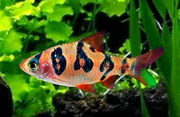 Brzanka nadobna - Desmopuntius rhomboocellatus - WYSYŁAMY, Pomorskie, Gdańsk