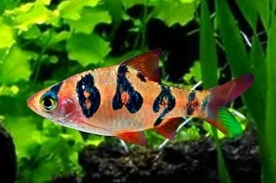 Brzanka nadobna - Desmopuntius rhomboocellatus - WYSYŁAMY