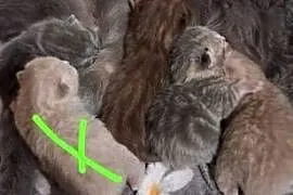 Kotki brytyjskie krótko wlose
