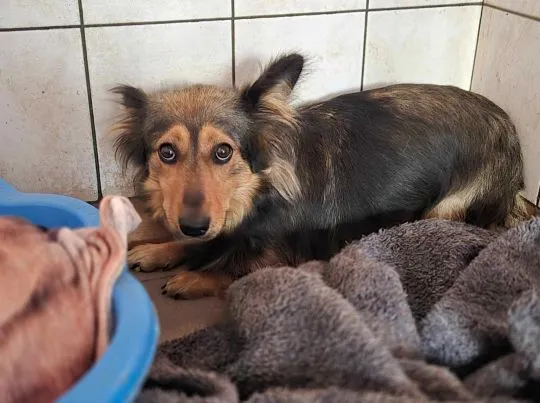 Krawatka - pogodne, 12 tygodniowe maleństwo!  Krawatka szuka fajnego domu, , Wrocław