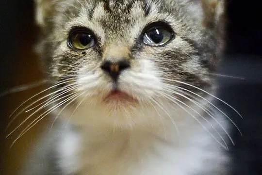 Silan, 3 miesięczny, pełen radości kociak adopcja