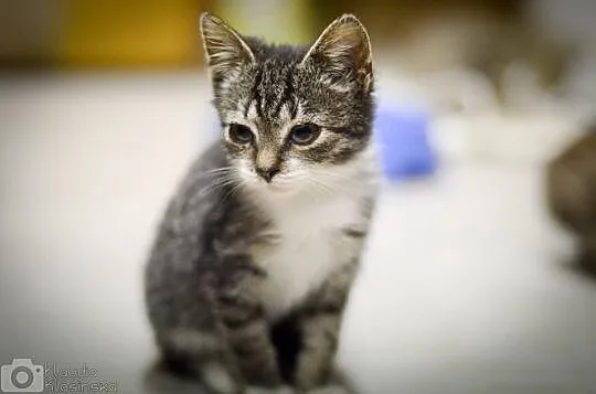 Silan, 3 miesięczny, pełen radości kociak adopcja