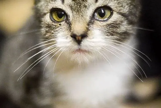 Silan, 3 miesięczny, pełen radości kociak adopcja