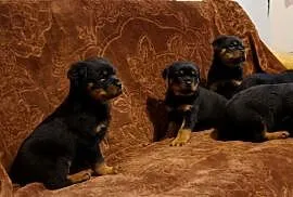 szczeniaki rottweiler