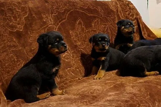 szczeniaki rottweiler