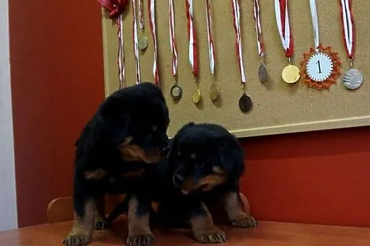 szczeniaki rottweiler, Kujawsko-pomorskie, Bydgoszcz