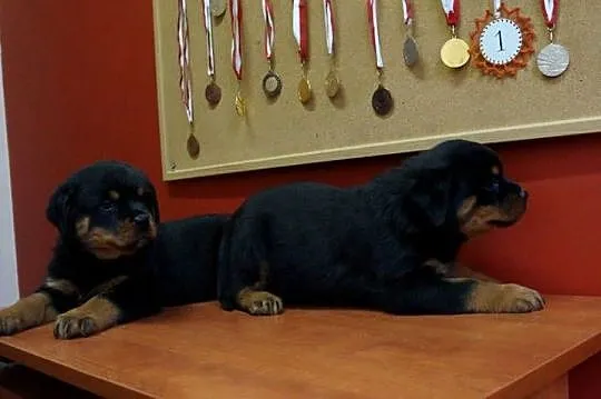 szczeniaki rottweiler, Kujawsko-pomorskie, Bydgoszcz