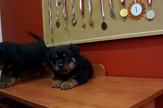 szczeniaki rottweiler, Kujawsko-pomorskie, Bydgoszcz
