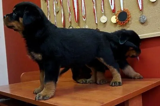 szczeniaki rottweiler, Kujawsko-pomorskie, Bydgoszcz
