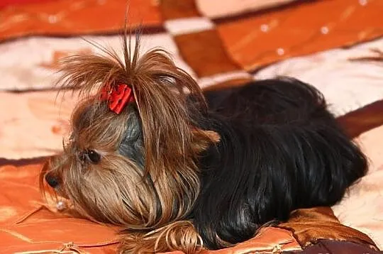 York,Yorki,Yorkshire Terrier,czarno-złota sunia,Sz