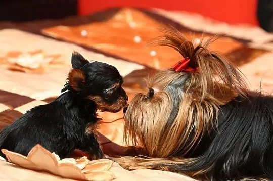 York,Yorki,Yorkshire Terrier,czarno-złota sunia,Sz