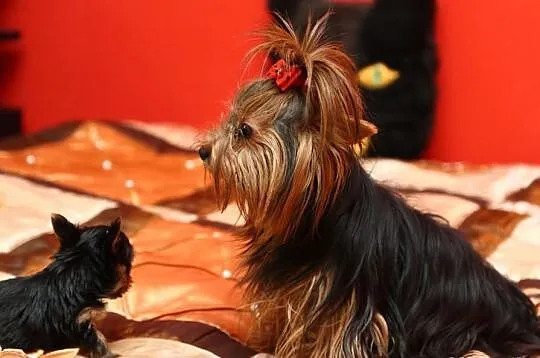 York,Yorki,Yorkshire Terrier,czarno-złota sunia,Sz